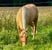 Annuncio cavallo
