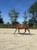 Horse ad
