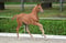Annuncio cavallo