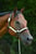 Annonce cheval