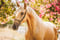 Annuncio cavallo