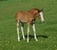 Annuncio cavallo