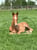 Pferdeinserat