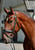 Annuncio cavallo