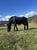 Horse ad