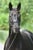 Annuncio cavallo