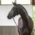 Annuncio cavallo