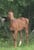 Horse ad
