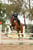 Anuncio de caballos