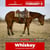 Horse ad