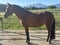 Annuncio cavallo