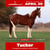 Paardadvertentie