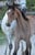 Annuncio cavallo