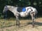 Horse ad