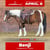 Annuncio cavallo