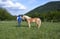 Horse ad