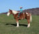 Horse ad