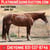 Horse ad