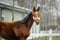 Horse ad