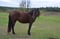 Horse ad