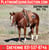 Horse ad