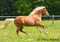Paardadvertentie