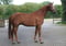 Annuncio cavallo