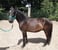 Annuncio cavallo