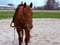Annuncio cavallo