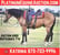 Horse ad