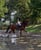 Annuncio cavallo