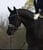 Horse ad