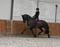 Horse ad