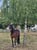 Horse ad