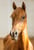 Annuncio cavallo