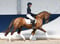 Annuncio cavallo
