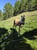 Annonce cheval