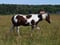 Horse ad