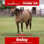 Annuncio cavallo