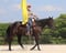 Annuncio cavallo