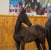 Annuncio cavallo