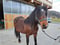 Annonce cheval