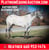Horse ad