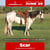 Annuncio cavallo