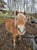 Annuncio cavallo