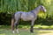 Horse ad