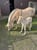 Horse ad