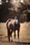 Horse ad