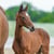 Horse ad