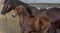 Annuncio cavallo